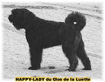 Bouvier des flandres  du CLOS DE LA LUETTE - COPYRIGHT DEPOSE